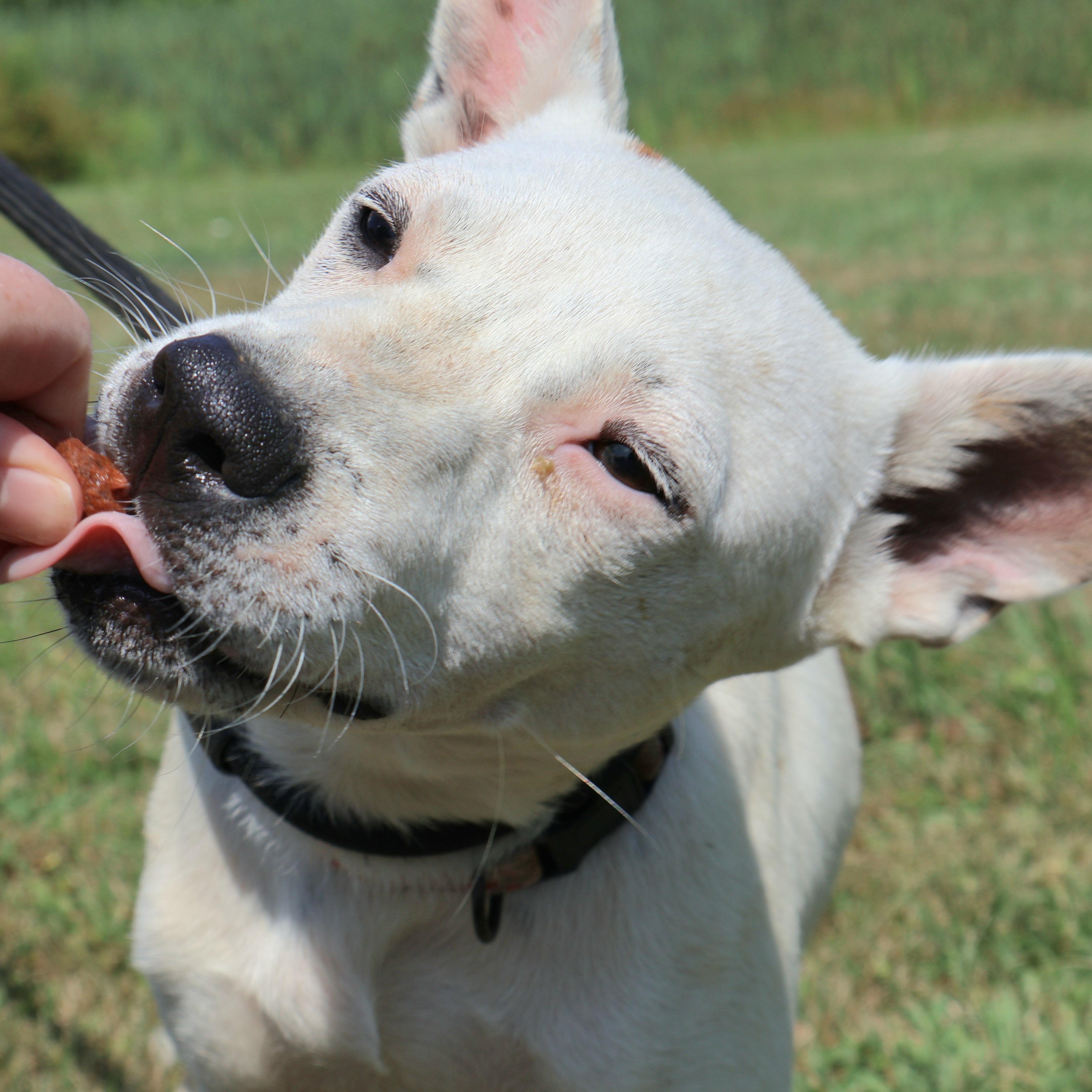 Enlarge DAFFODIL "In NY: Foster &/or Forever Home Needed!", a Adoptable mixed breed in New York, NY image 6/6