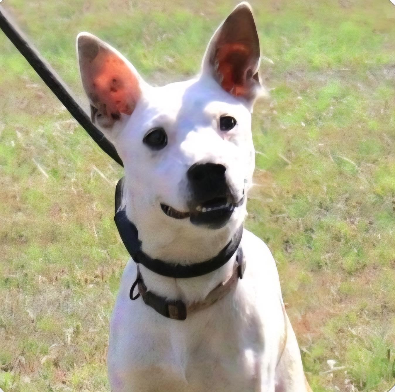 Enlarge DAFFODIL "In NY: Foster &/or Forever Home Needed!", a Adoptable mixed breed in New York, NY image 1/6