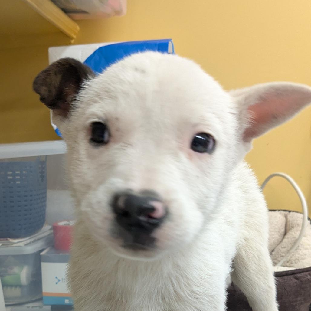 Enlarge Frostina, a Adoptable Mixed Breed in Huntsville, AR image 1/2