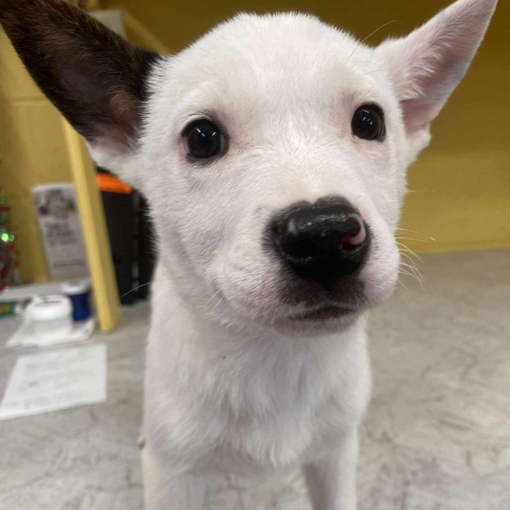 Enlarge Frostina, a Adoptable Mixed Breed in Huntsville, AR image 2/2