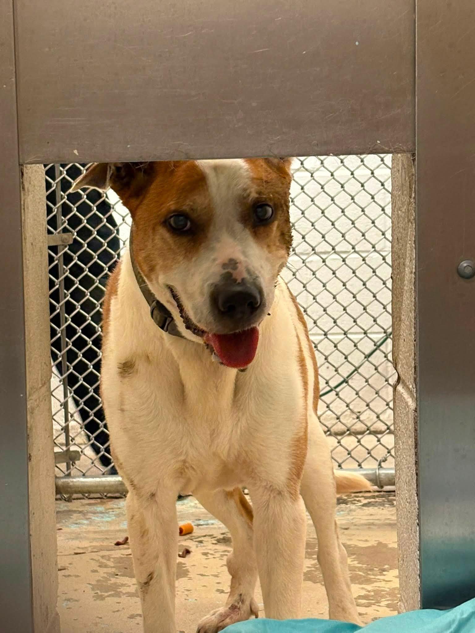 Argos, a ADOPTABLE American Staffordshire Terrier in Bloomfield, NJ image 6/6