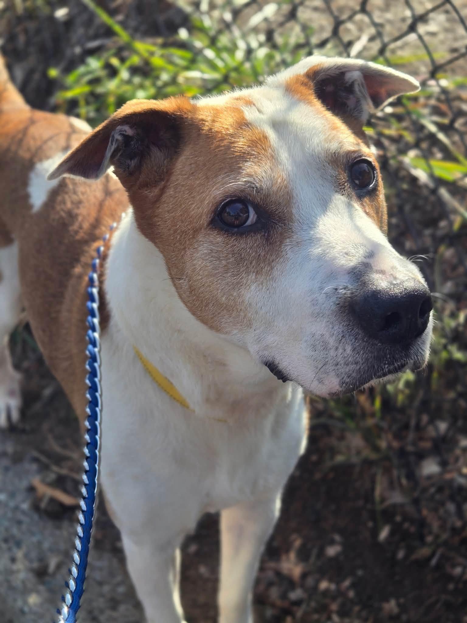 Argos, a ADOPTABLE American Staffordshire Terrier in Bloomfield, NJ image 3/6
