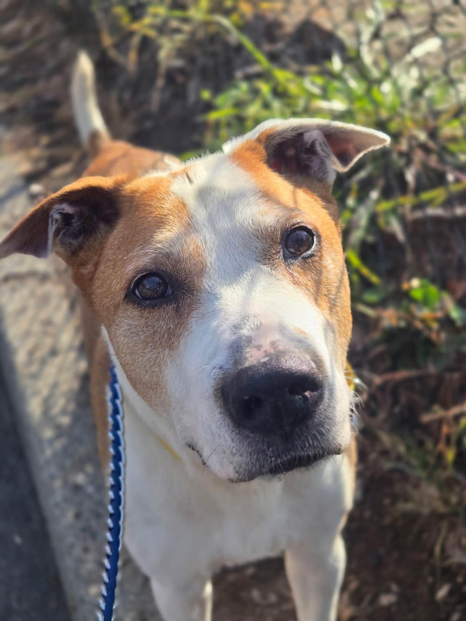 Argos, ADOPTABLE, Senior Male American Staffordshire Terrier.
