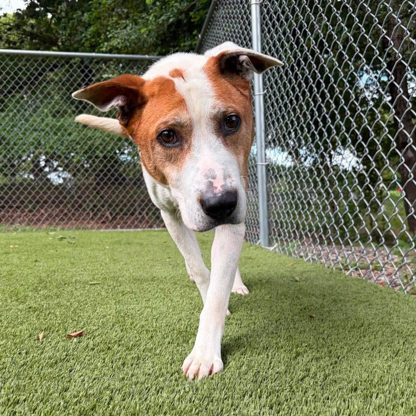 Argos, a ADOPTABLE American Staffordshire Terrier in Bloomfield, NJ image 2/6