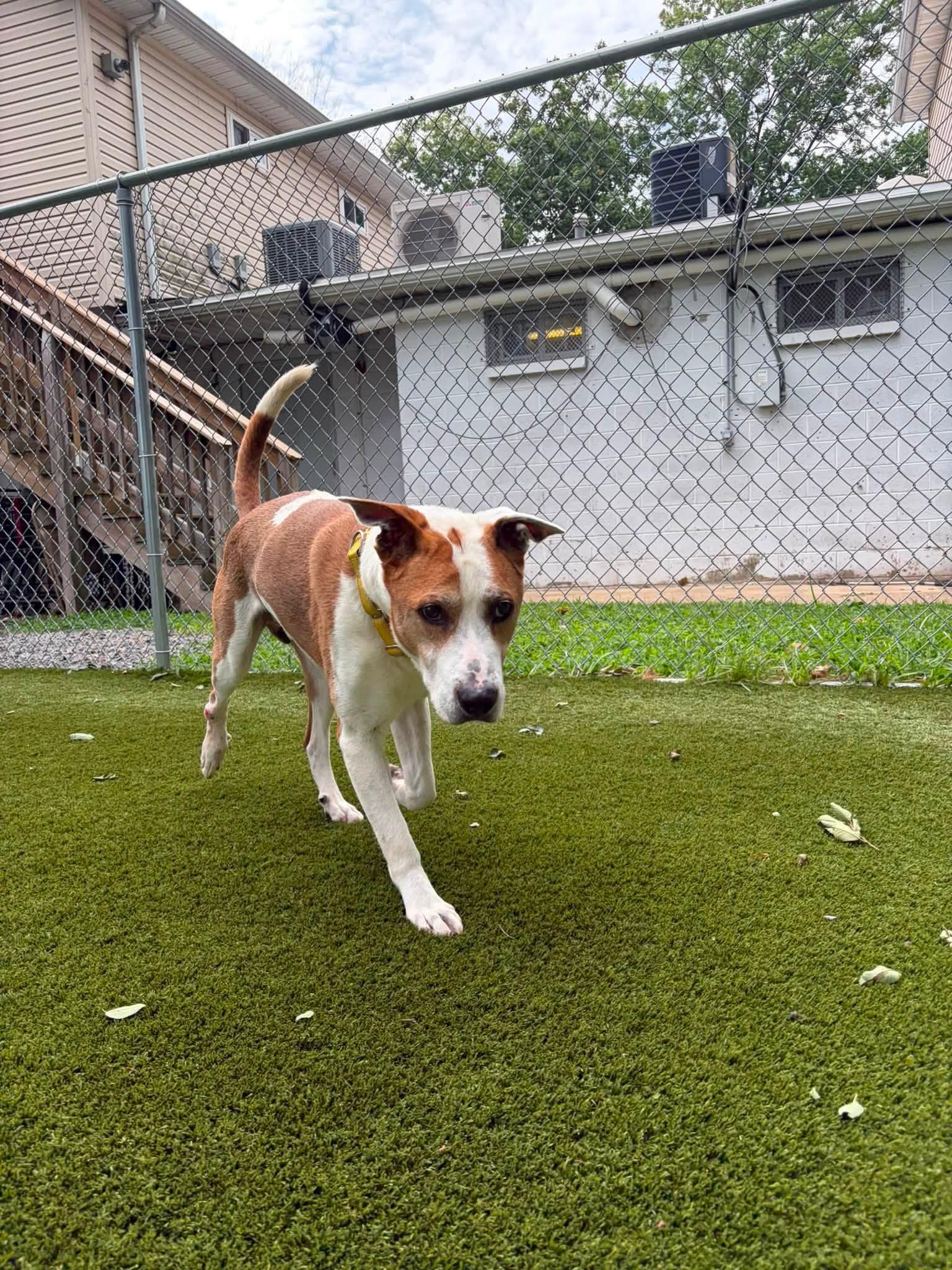 Argos, a ADOPTABLE American Staffordshire Terrier in Bloomfield, NJ image 4/6