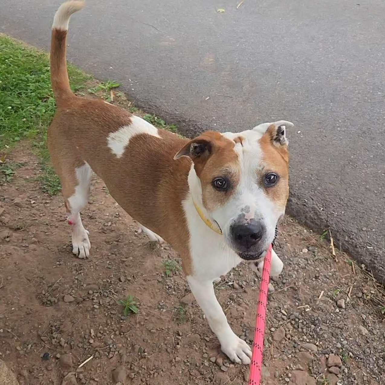 Argos, a ADOPTABLE American Staffordshire Terrier in Bloomfield, NJ image 5/6