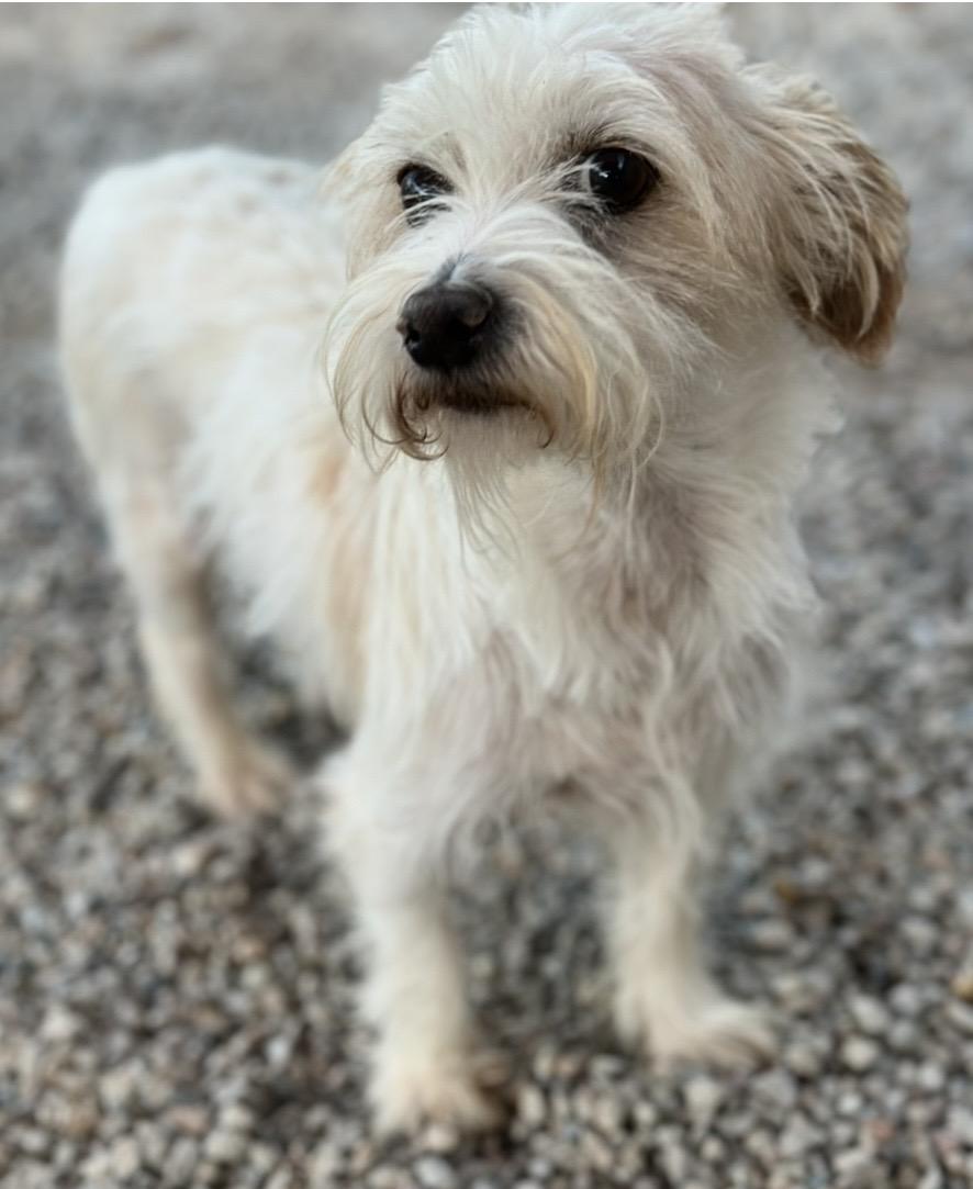 Enlarge Jeffrey, a Adoptable mixed breed in Ladera Ranch, CA image 6/6
