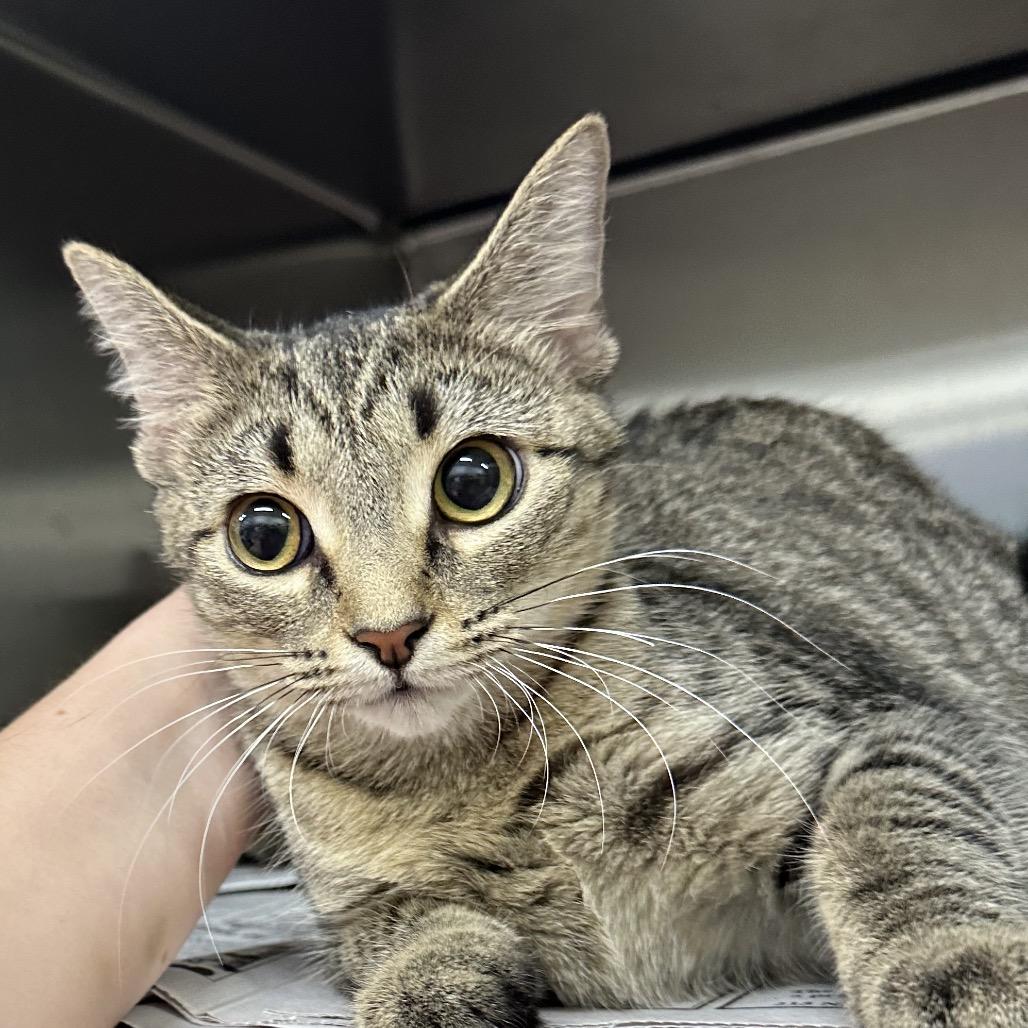 Flip flop, Adoptable, Young Female Domestic Short Hair.