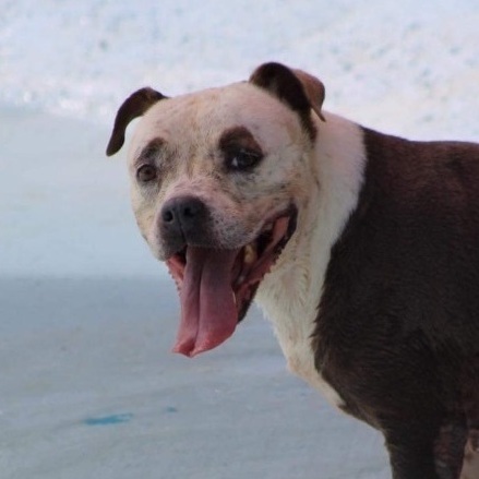 Sakura, Adoptable, Senior Female Pit Bull Terrier.