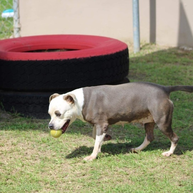Enlarge Sakura, a Adoptable Pit Bull Terrier in Baltimore, MD image 3/6