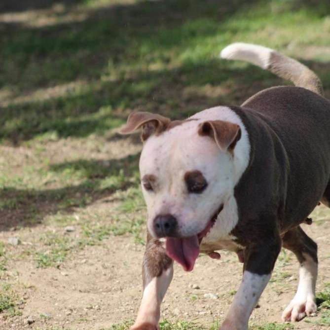 Enlarge Sakura, a Adoptable Pit Bull Terrier in Baltimore, MD image 4/6
