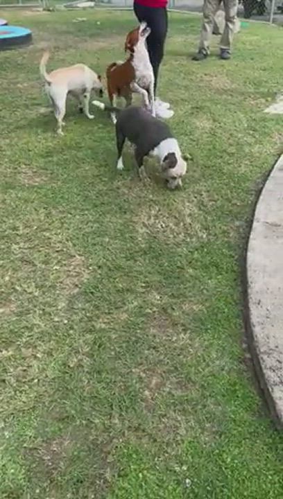 Enlarge Sakura, a Adoptable Pit Bull Terrier in Baltimore, MD video 6/6