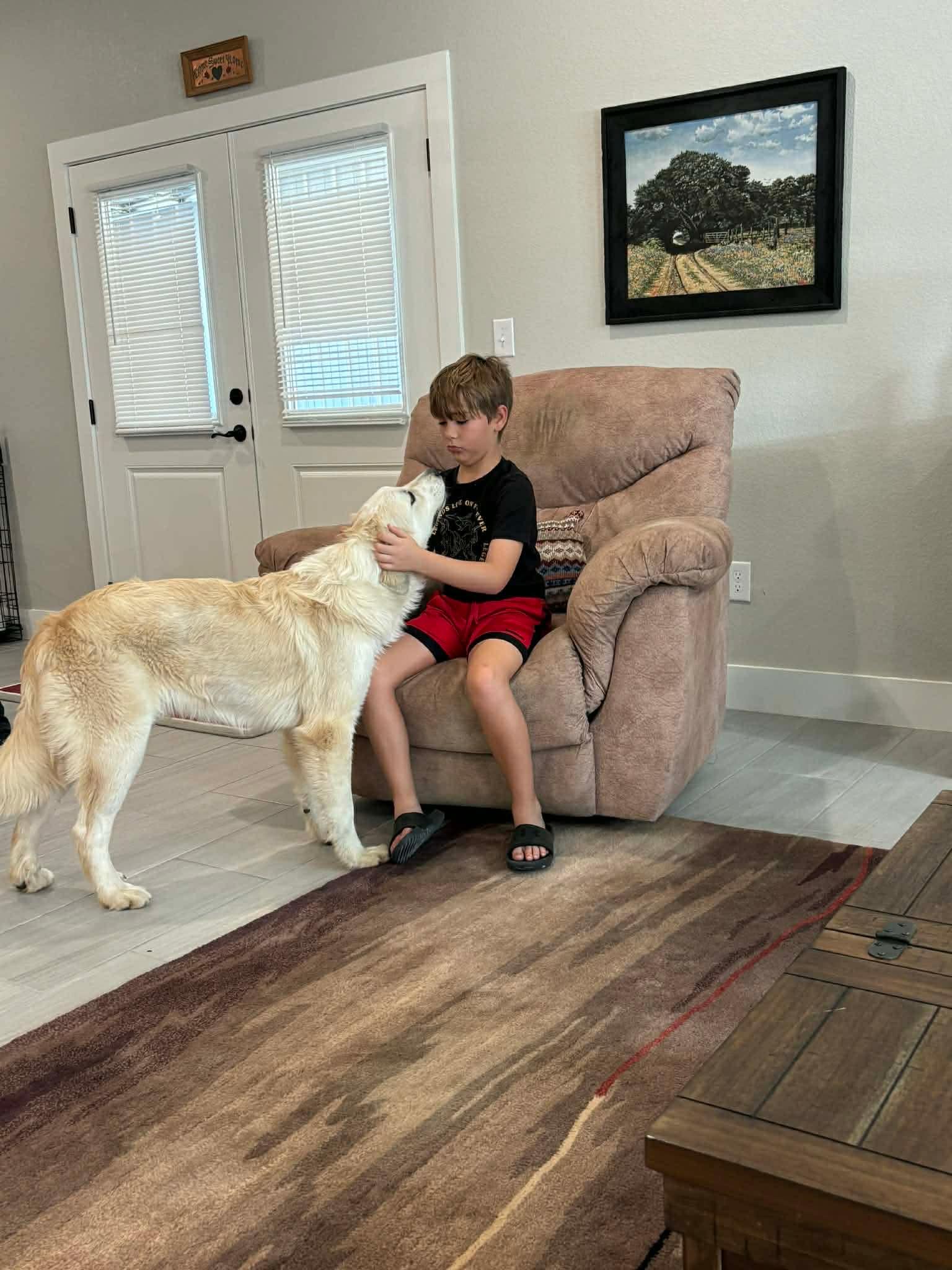 Enlarge Roo, a ADOPTABLE Great Pyrenees in Columbia, MD image 4/4