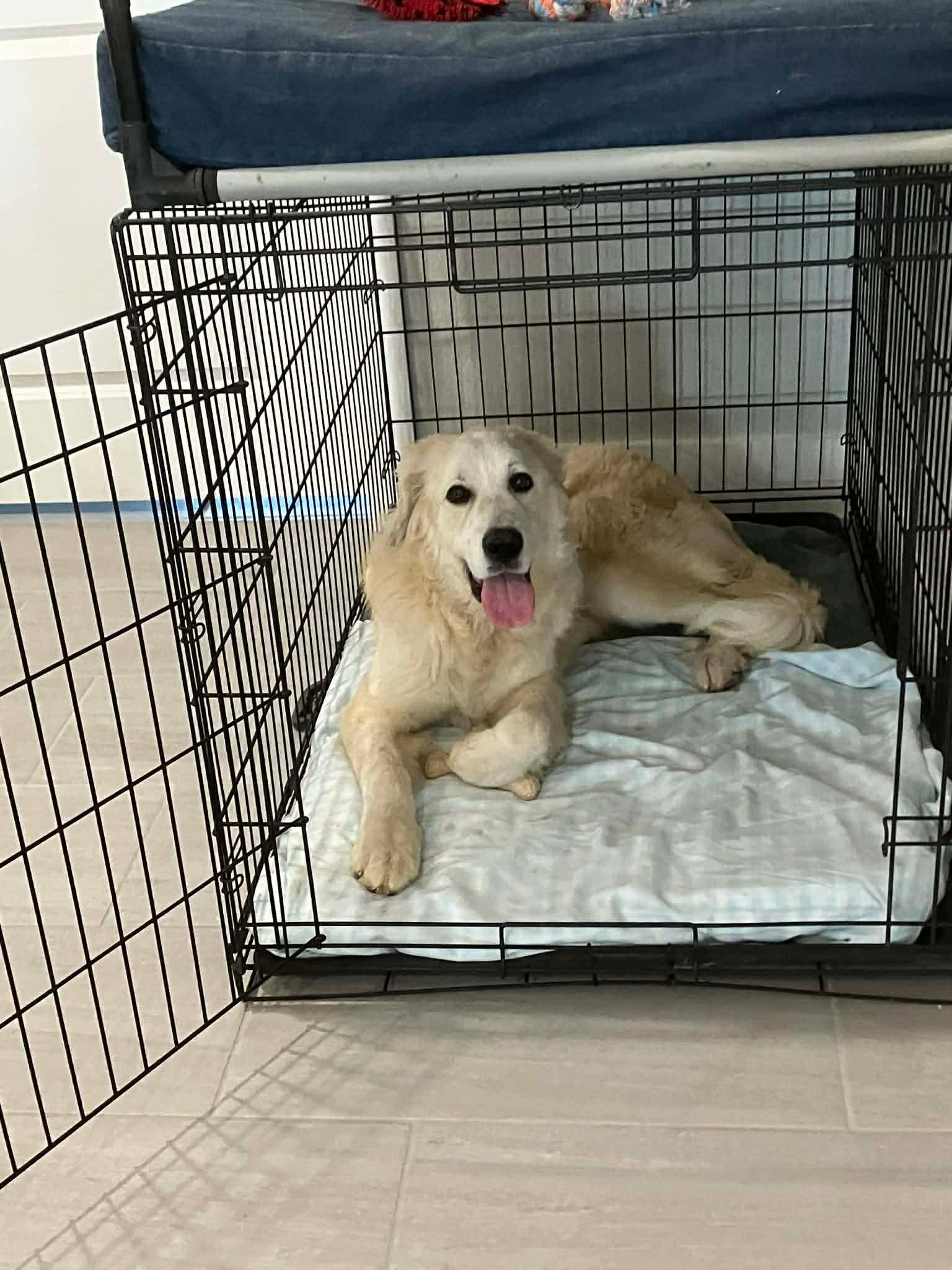 Enlarge Roo, a ADOPTABLE Great Pyrenees in Columbia, MD image 2/4