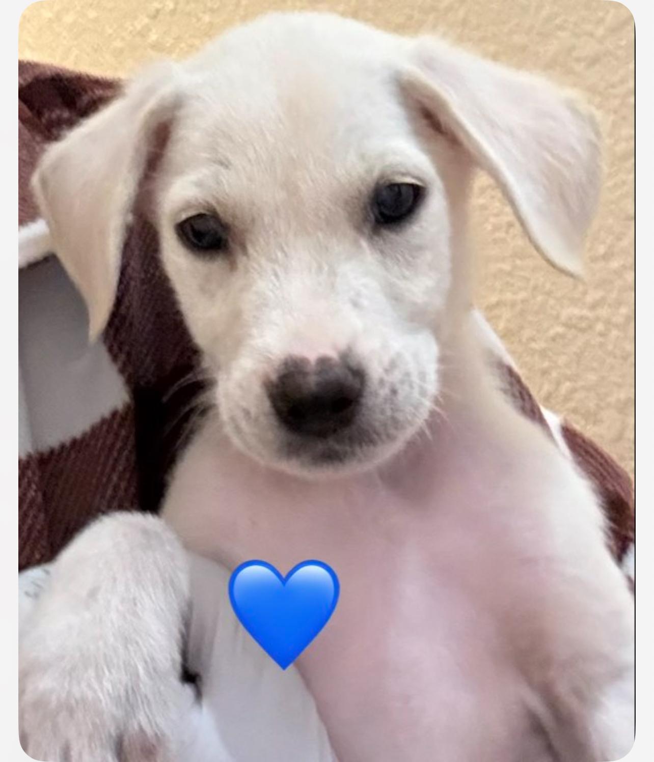 Nugget, Adoptable, Puppy Male Retriever & Mixed Breed.