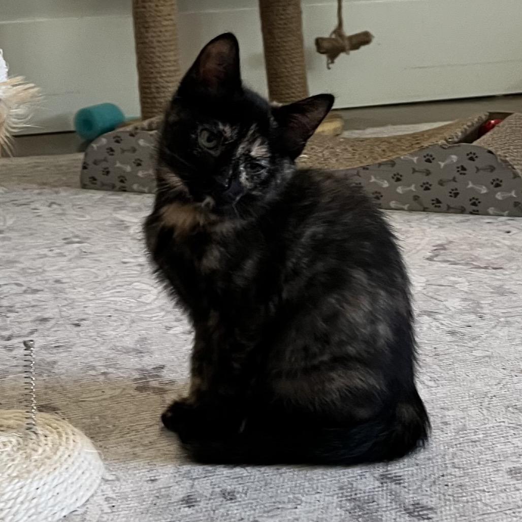 Lasso, Adoptable, Young Female Domestic Short Hair.