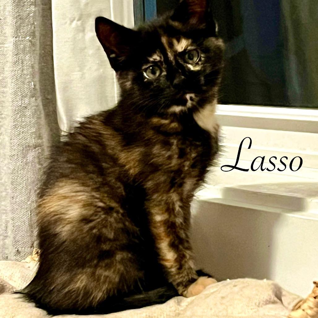 Enlarge Lasso, a Adoptable Domestic Short Hair in Duck River, TN image 2/3