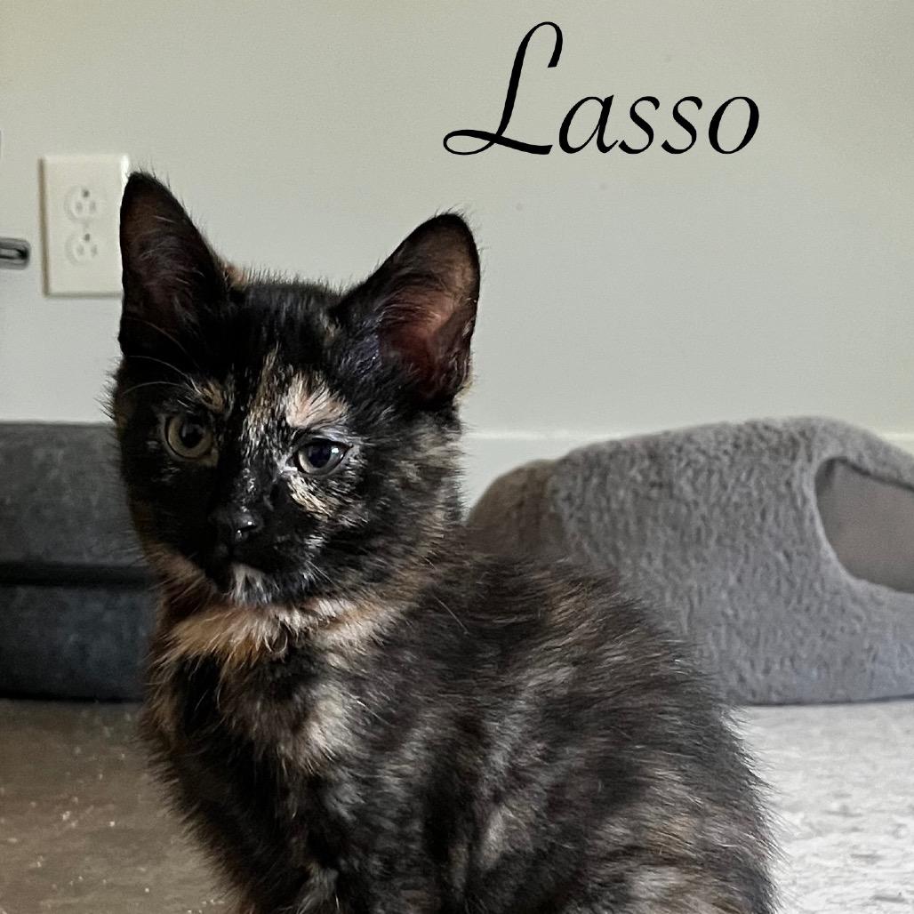 Enlarge Lasso, a Adoptable Domestic Short Hair in Duck River, TN image 3/3