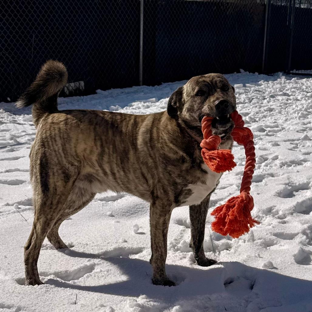 Enlarge RADLEY, a Adoptable Catahoula Leopard Dog in Pagosa Springs, CO image 1/5
