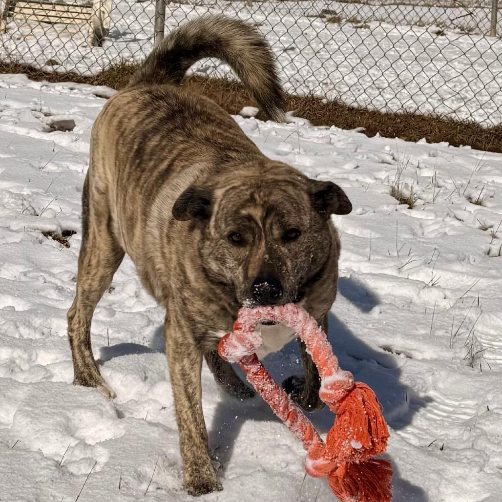 Enlarge RADLEY, a Adoptable Catahoula Leopard Dog in Pagosa Springs, CO image 3/5