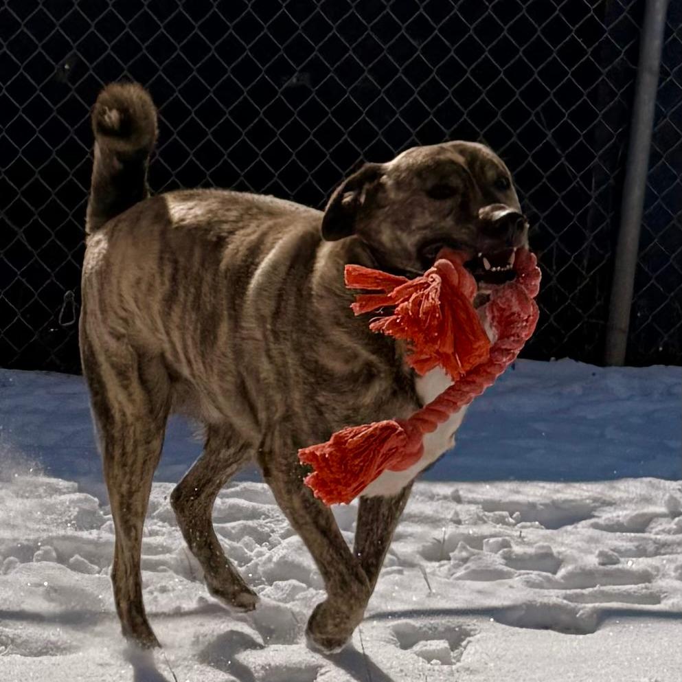 Enlarge RADLEY, a Adoptable Catahoula Leopard Dog in Pagosa Springs, CO image 4/5