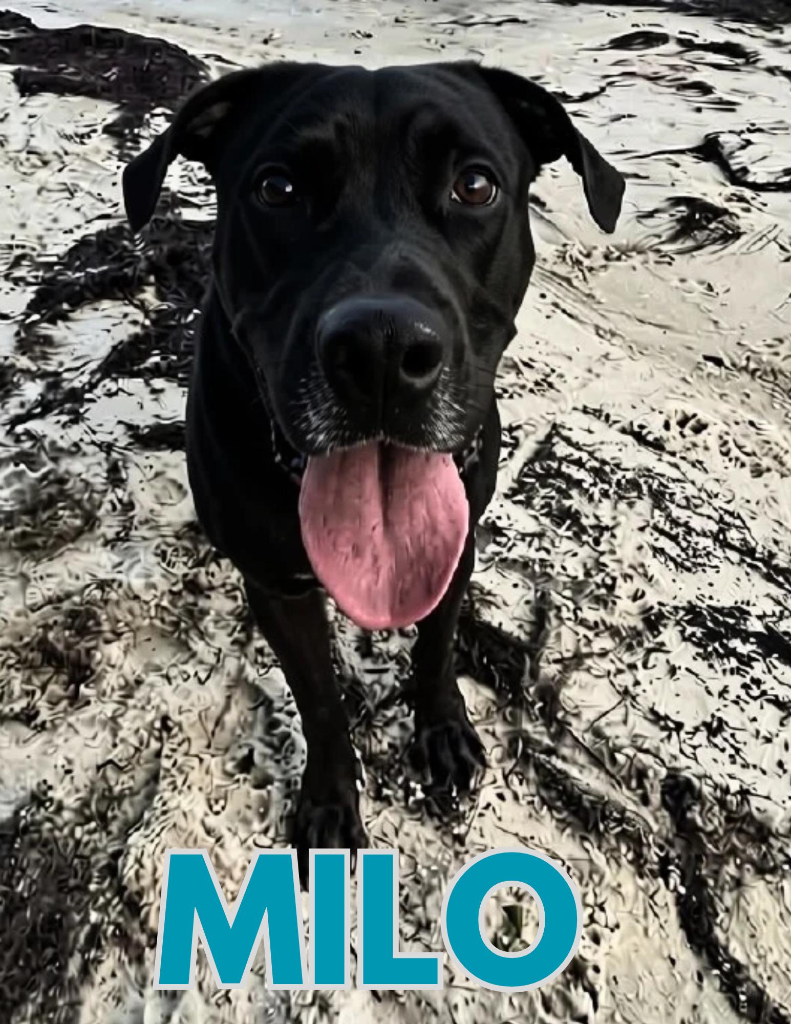 Enlarge Milo, a Adoptable mixed breed in Shalimar, FL image 1/1