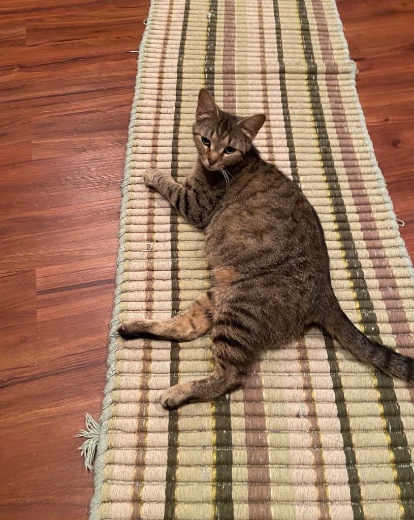 Momma Rosie, Adoptable, Adult Female Domestic Short Hair.