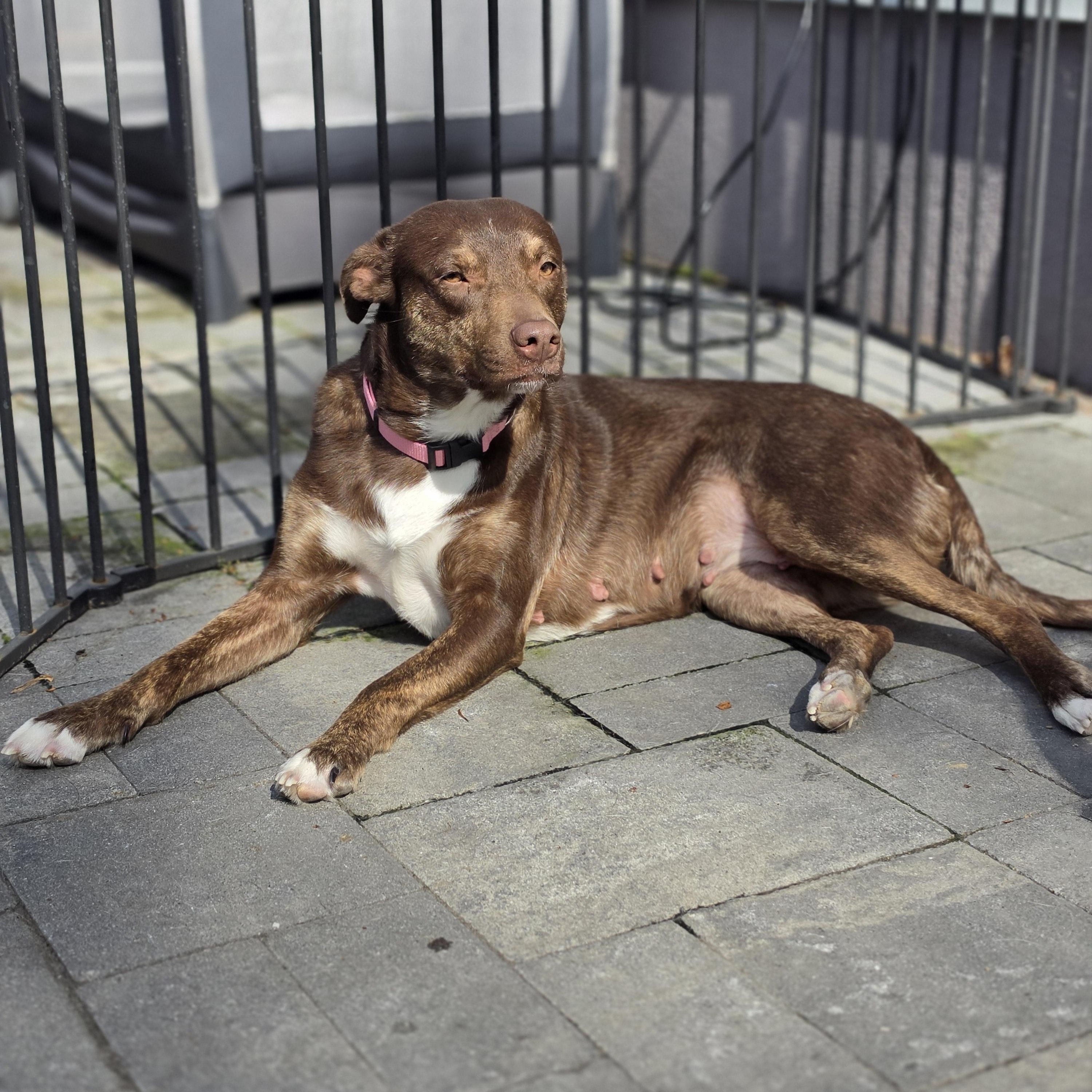 Brownie, Adoptable, Young Female Labrador Retriever & Mixed Breed.