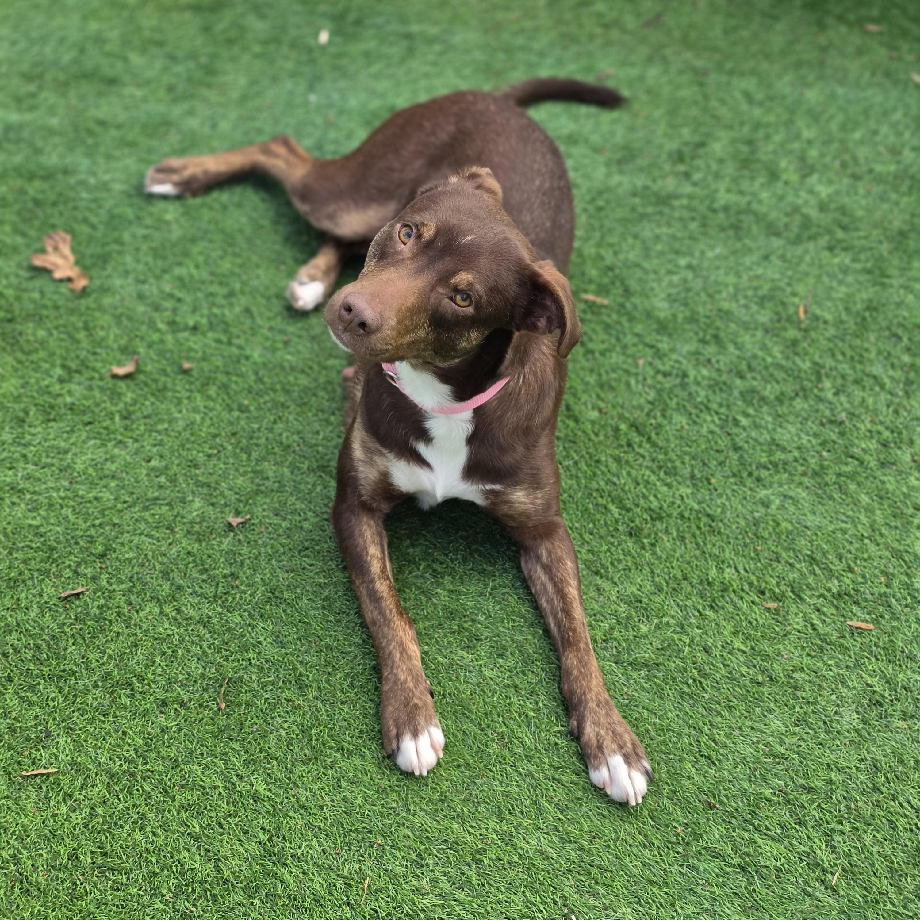 Brownie, a Adoptable mixed breed in Blairstown, NJ image 4/6
