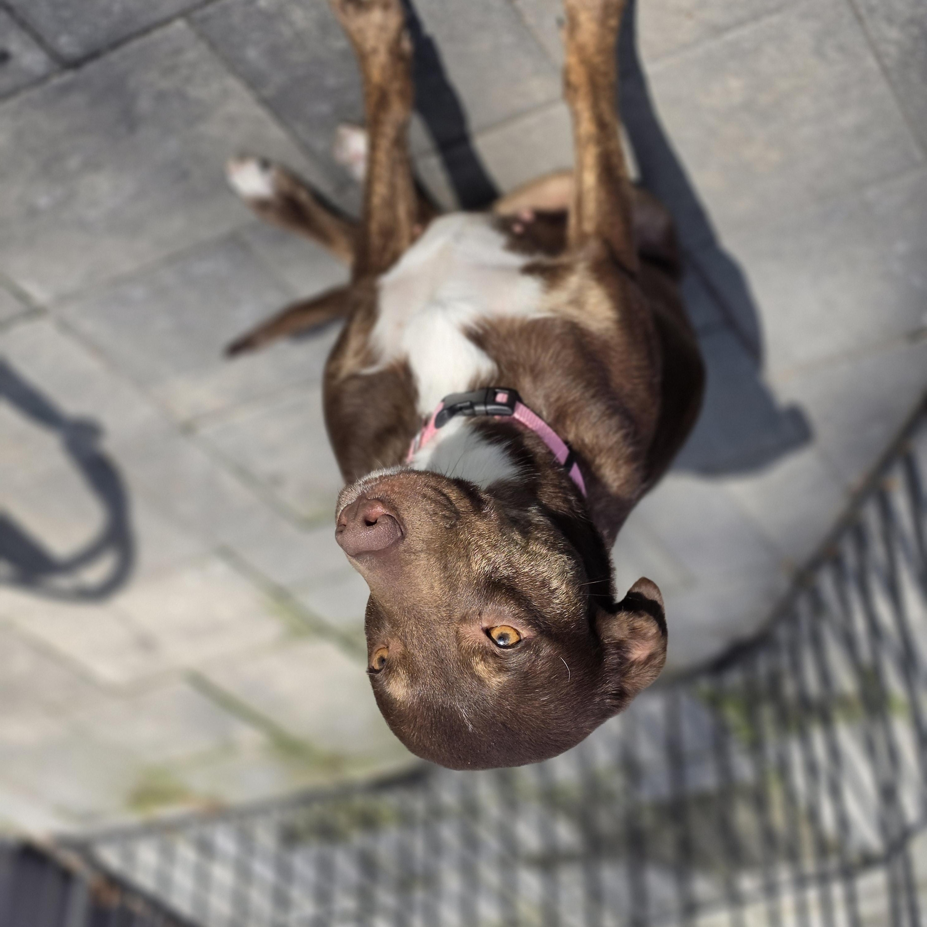Brownie, a Adoptable mixed breed in Blairstown, NJ image 5/6