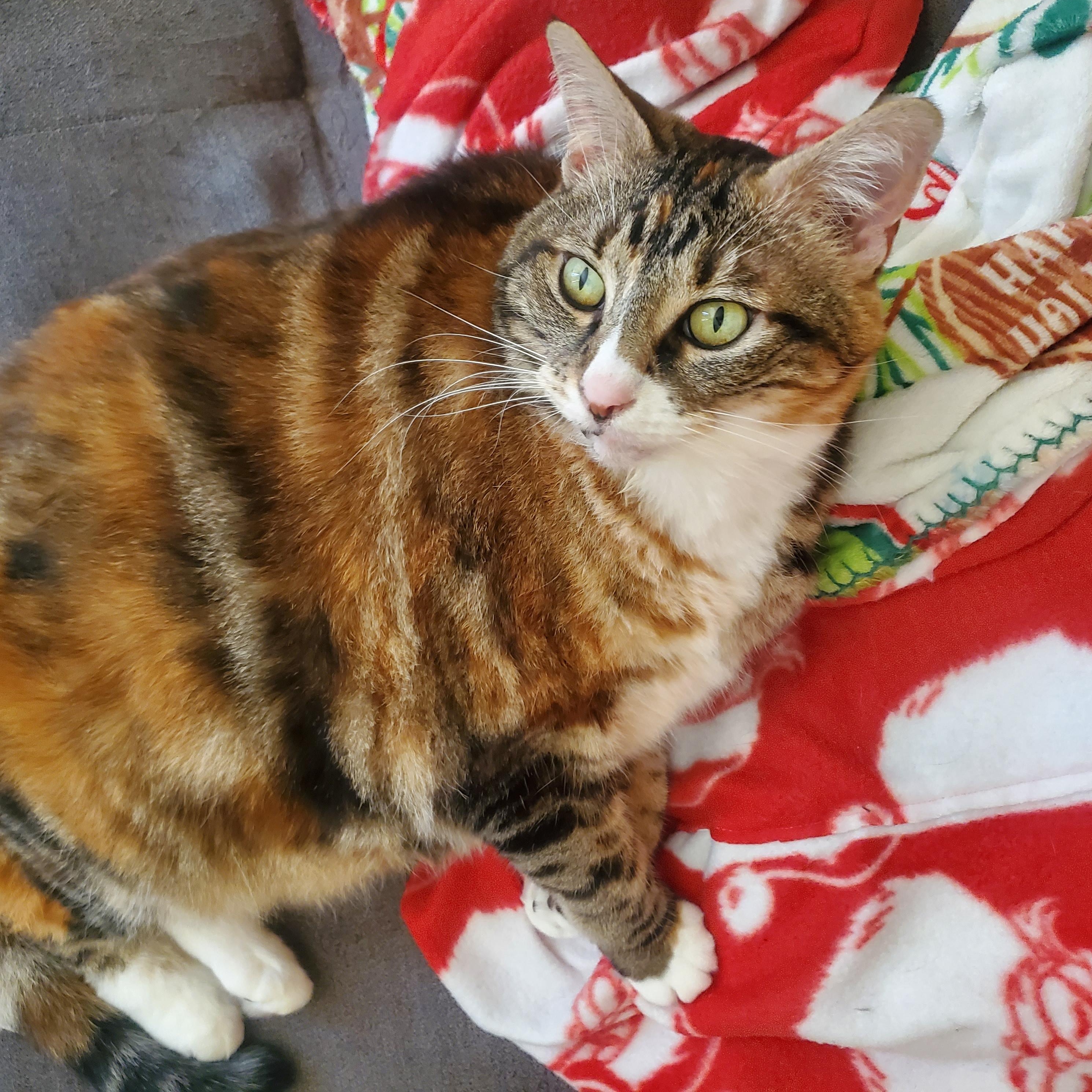 Hankie Girl, Adoptable, Senior Female Calico & Domestic Short Hair.