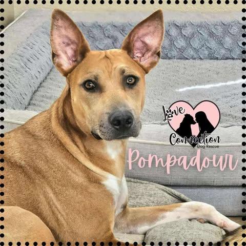Enlarge Pompadour, a Adoptable mixed breed in Gilbert, AZ image 1/1