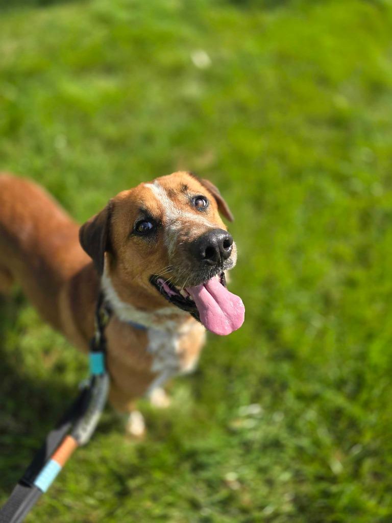 Enlarge Spike, a Adoptable Mixed Breed in Minot, ND image 1/6