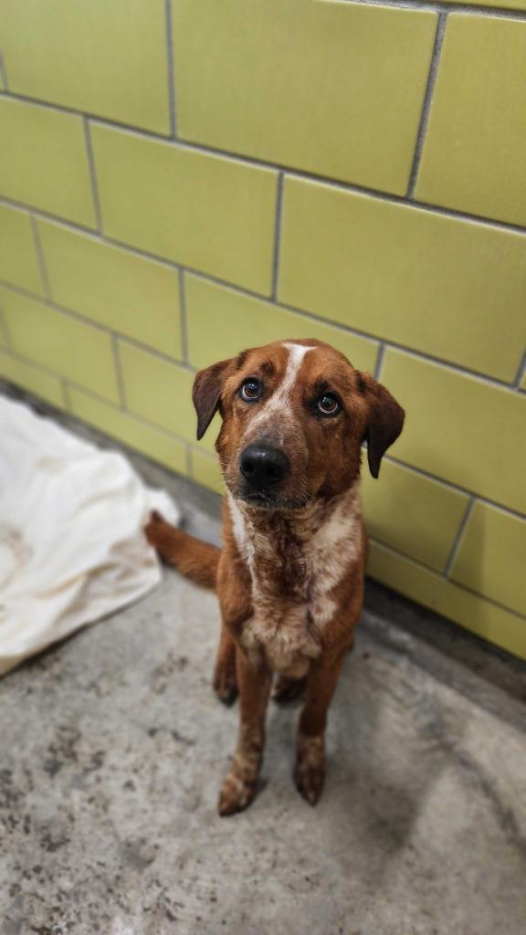 Spike, Adoptable, Senior Male Mixed Breed.