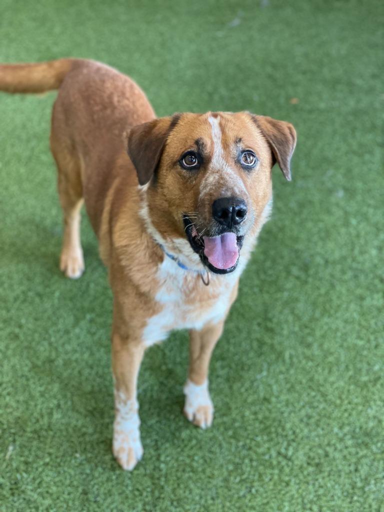 Enlarge Spike, a Adoptable Mixed Breed in Minot, ND image 2/6