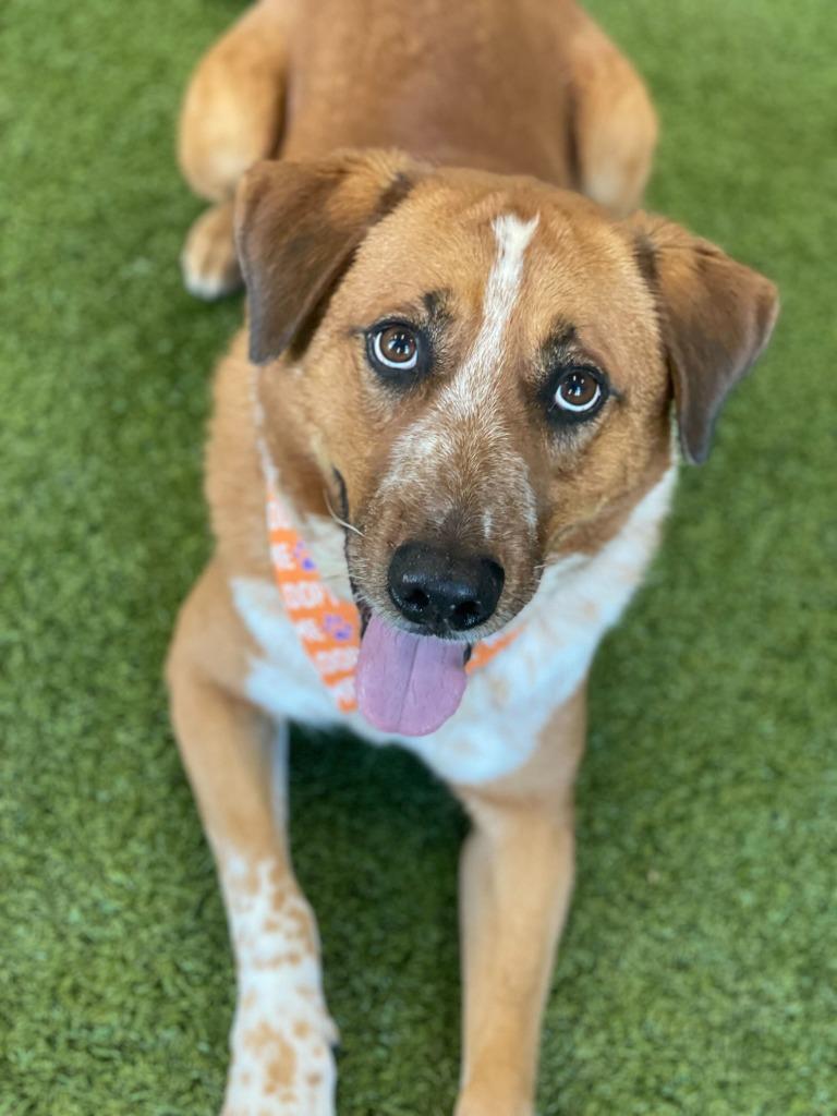 Enlarge Spike, a Adoptable Mixed Breed in Minot, ND image 4/6