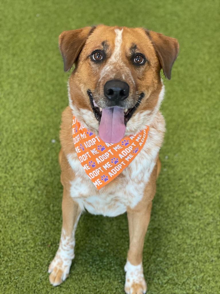 Enlarge Spike, a Adoptable Mixed Breed in Minot, ND image 3/4