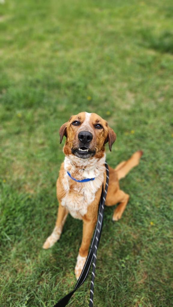 Enlarge Spike, a Adoptable Mixed Breed in Minot, ND image 5/6