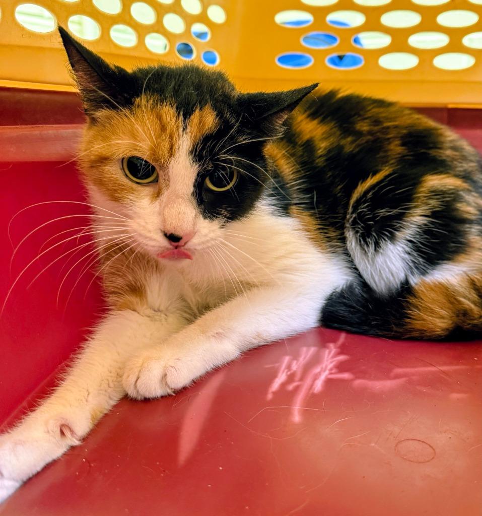 Enlarge Vixen, a Adoptable Calico in Crossville, TN image 1/1