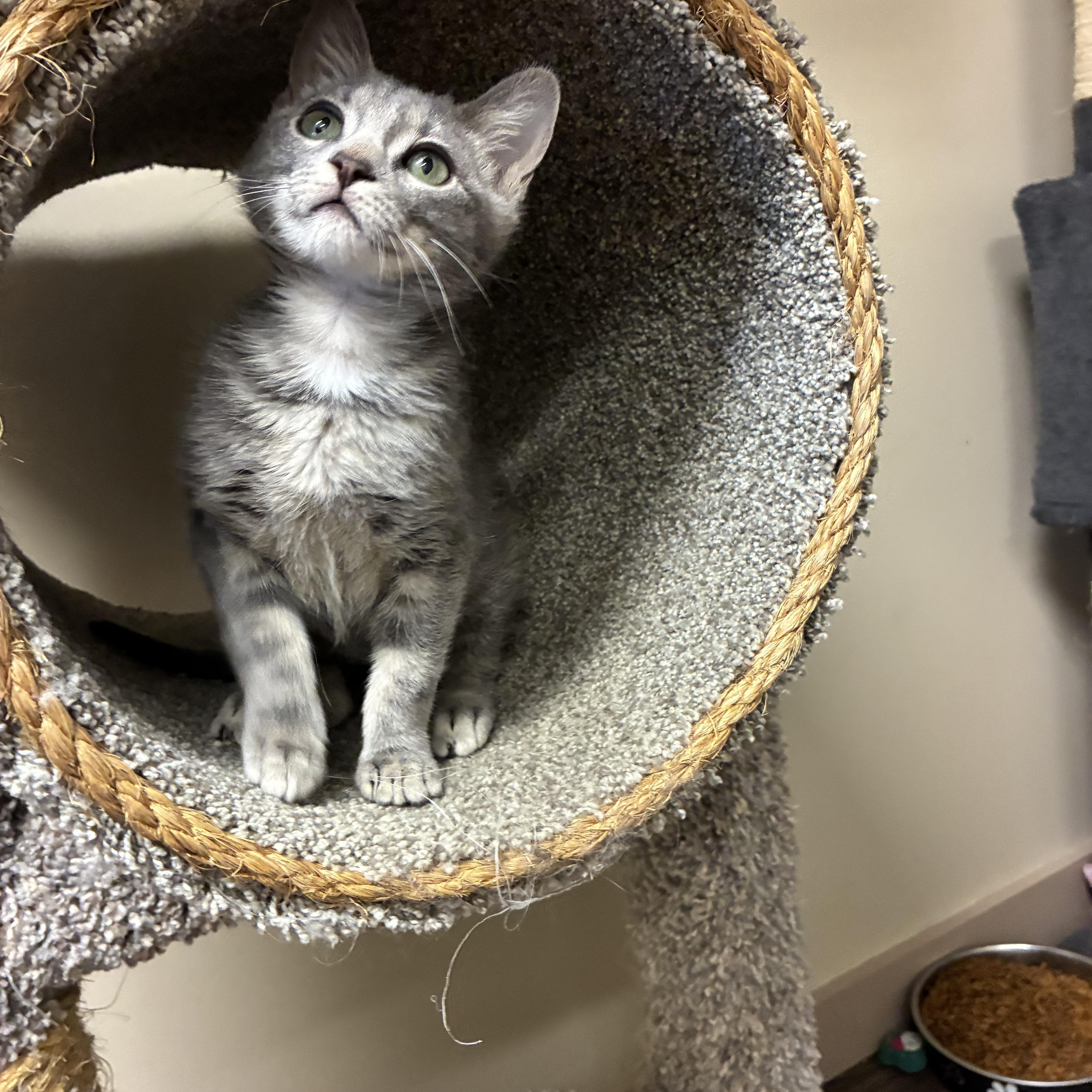 Poppy, a ADOPTABLE Domestic Short Hair in queen creek, AZ image 3/3