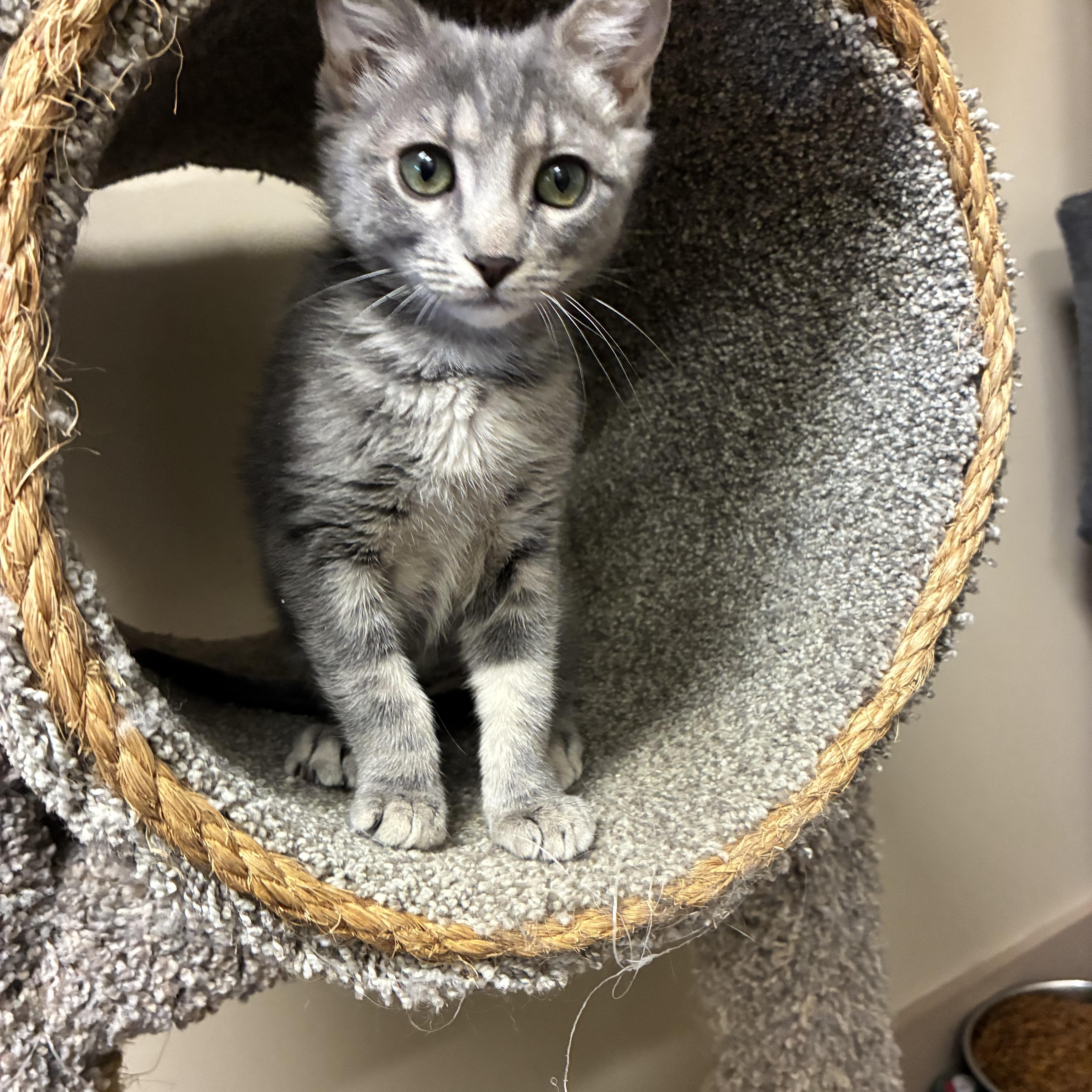 Poppy, a ADOPTABLE Domestic Short Hair in queen creek, AZ image 1/3