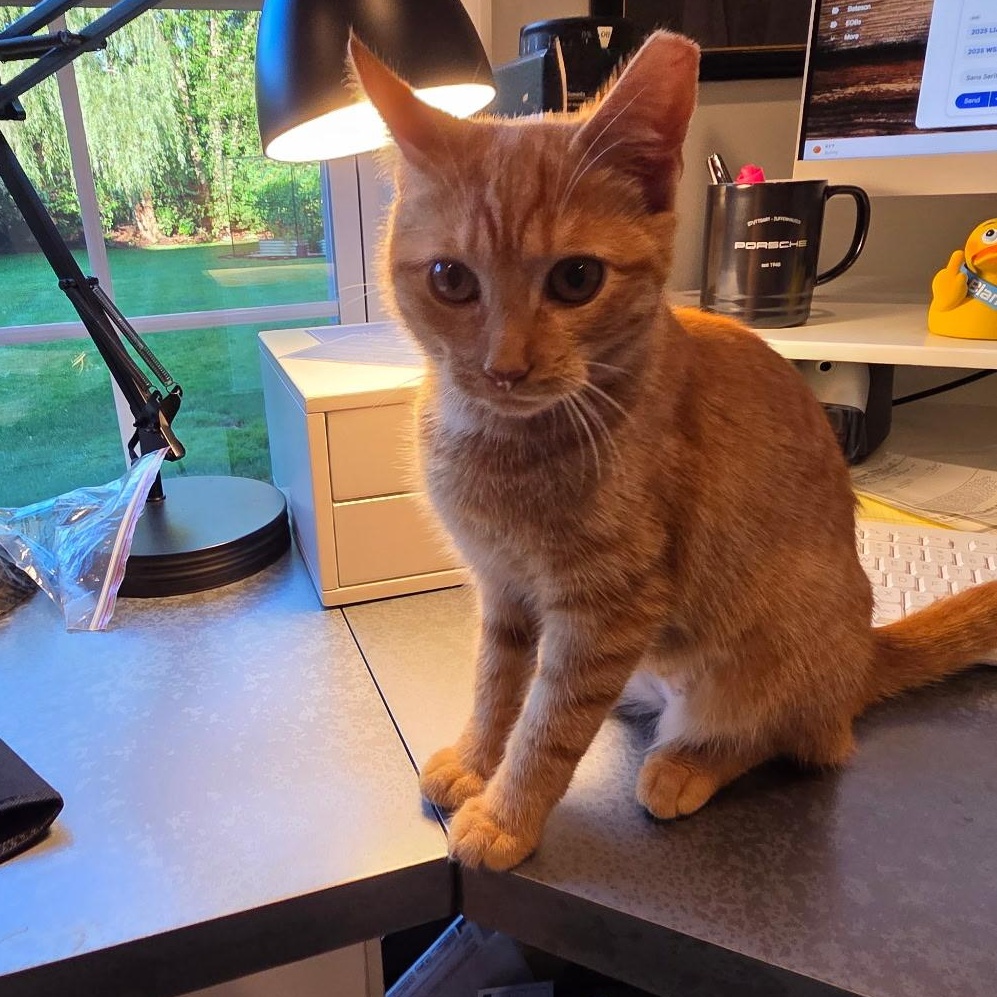 Enlarge Sienna, a ADOPTABLE Domestic Short Hair in Moriches, NY image 2/2