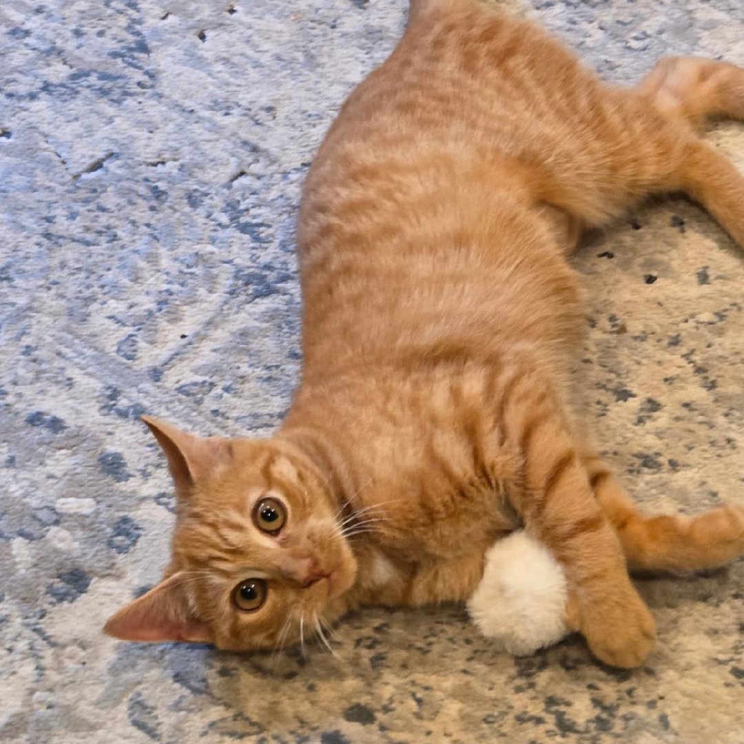 Sienna, ADOPTABLE, Young Female Domestic Short Hair.