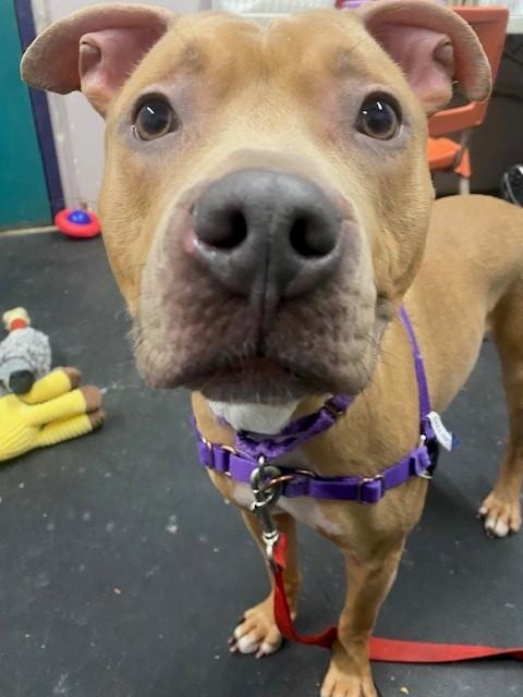 Enlarge Nala-Ball of fun, a ADOPTABLE mixed breed in Oshkosh, WI image 4/6