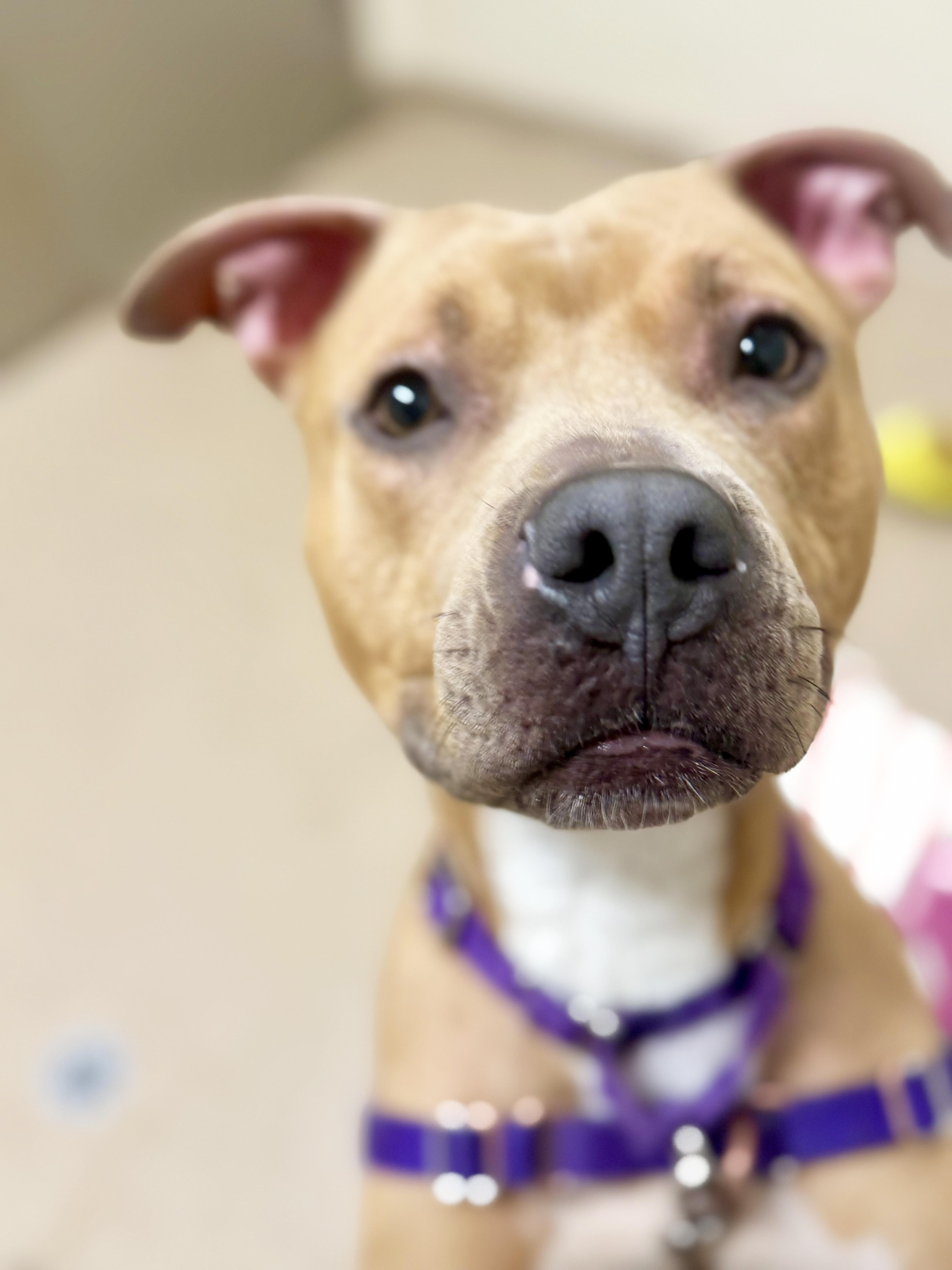 Nala-Ball of fun, ADOPTABLE, Young Female Mixed Breed.