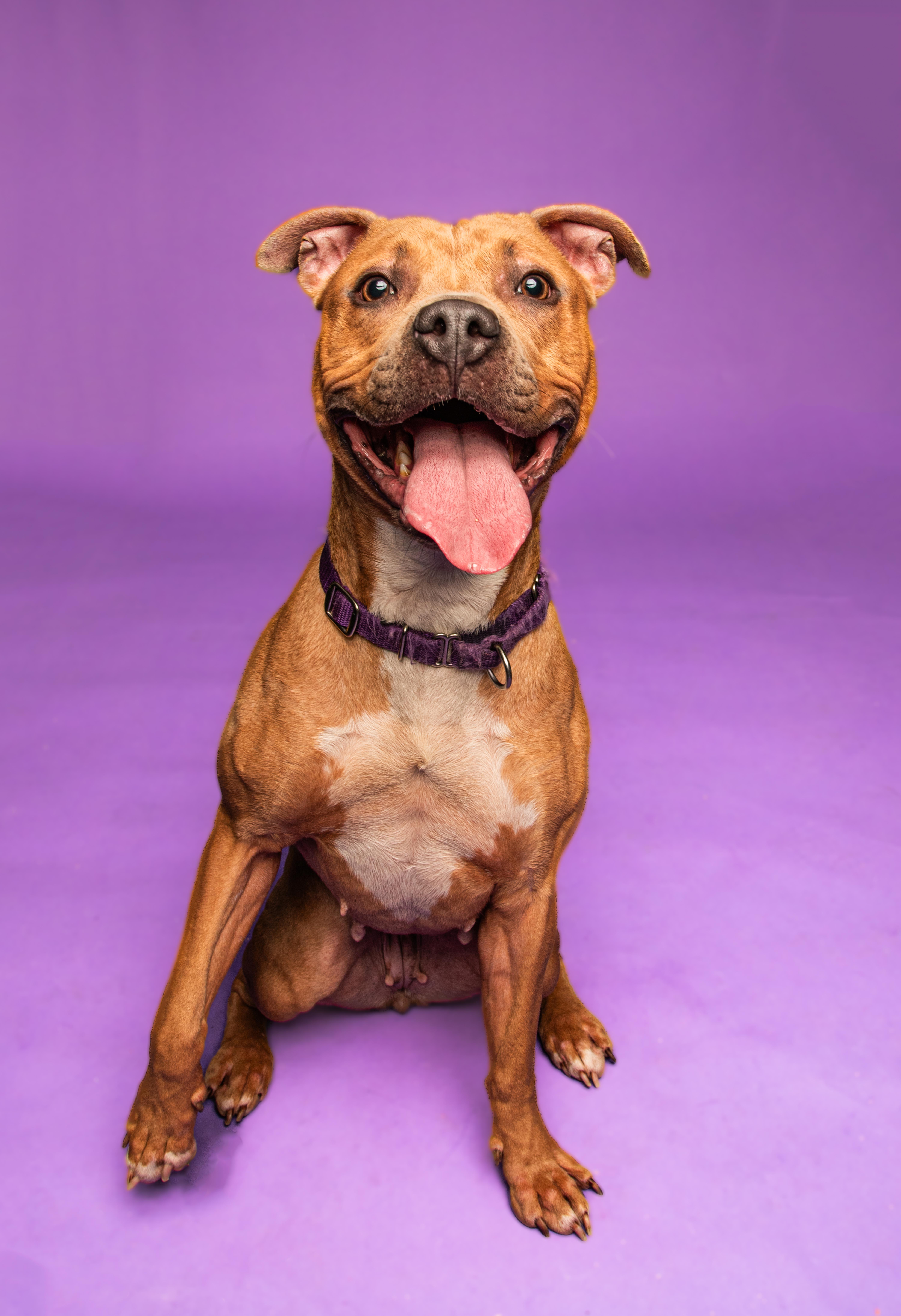 Nala-Ball of fun, an adopted mixed breed in Oshkosh, WI image 2/6