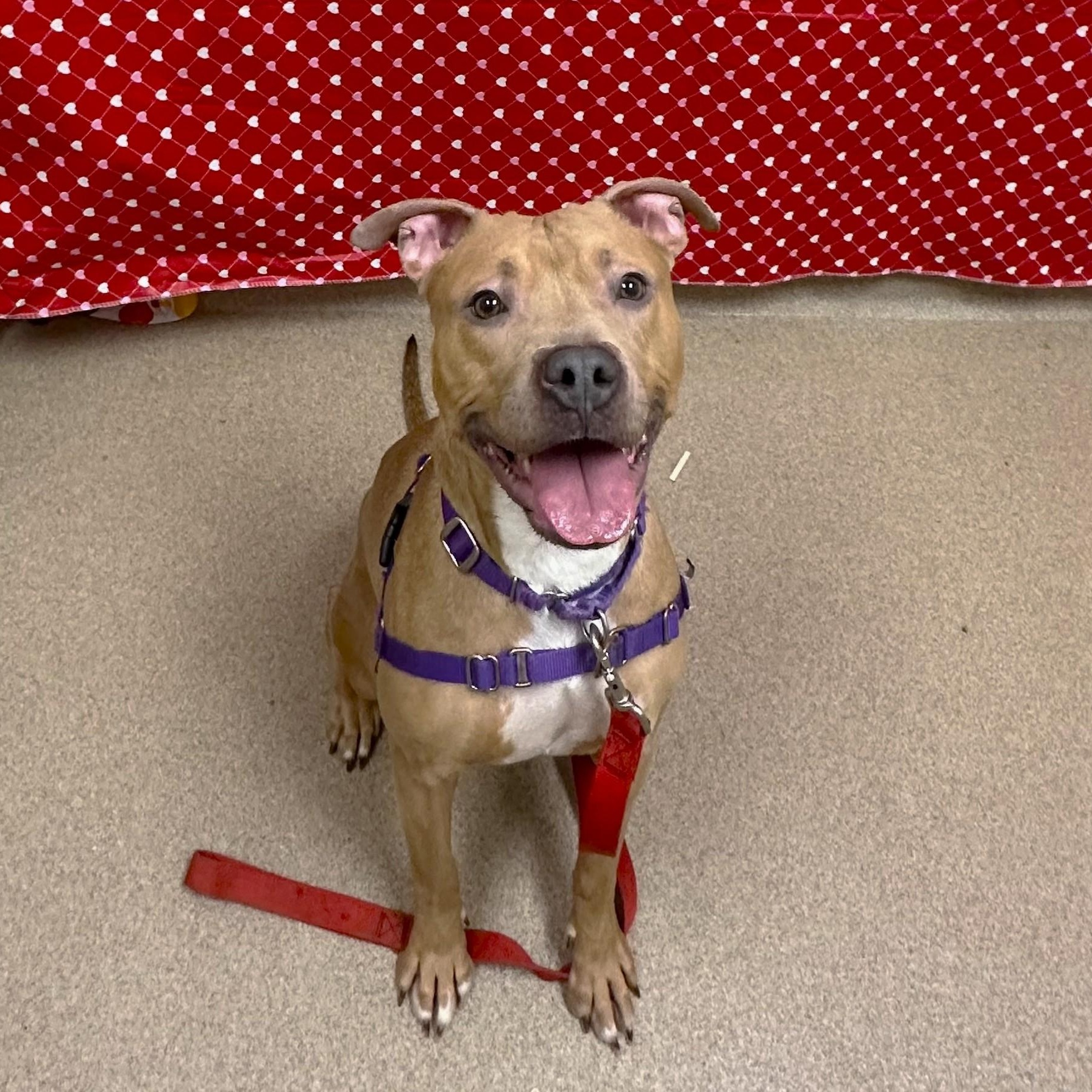 Enlarge Nala-Ball of fun, a ADOPTABLE mixed breed in Oshkosh, WI image 2/6