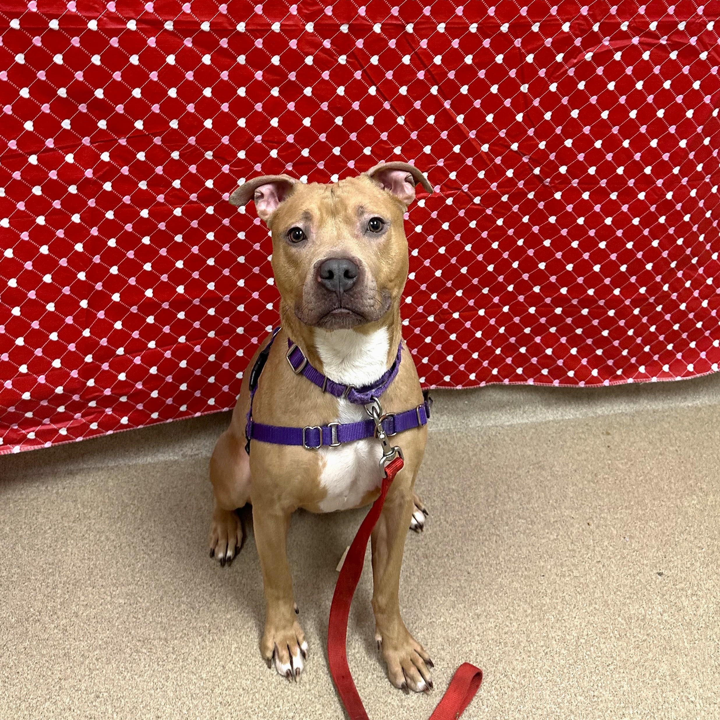 Enlarge Nala-Ball of fun, a ADOPTABLE mixed breed in Oshkosh, WI image 5/6