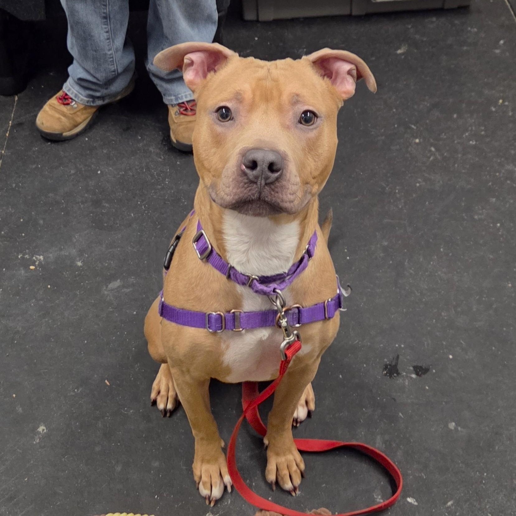 Enlarge Nala-Ball of fun, a ADOPTABLE mixed breed in Oshkosh, WI image 3/6