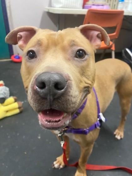 Nala-Ball of fun, an adopted mixed breed in Oshkosh, WI image 3/6